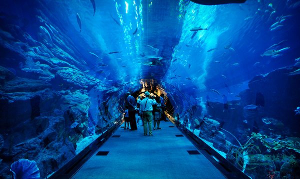 DubaiAquarium:迪拜海洋水族馆