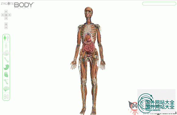 ZygoteBody:谷歌人体浏览器