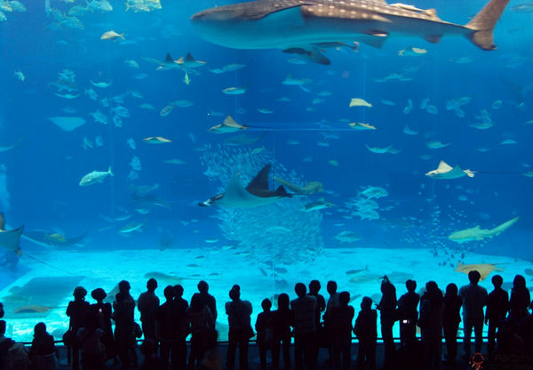 TurkuaZoo:伊斯坦布尔水族馆